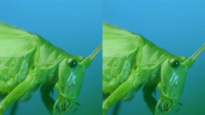垂直视频: 大绿蚱hopper的特写镜头坐在蓝天背景下的树枝上。Great green bush-c
