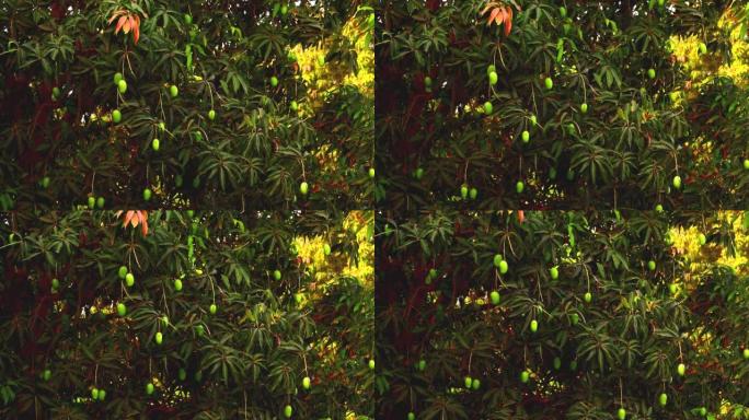 印度马哈拉施特拉邦的芒果树生青果结果，挂在树上的芒果果，栽培芒果，