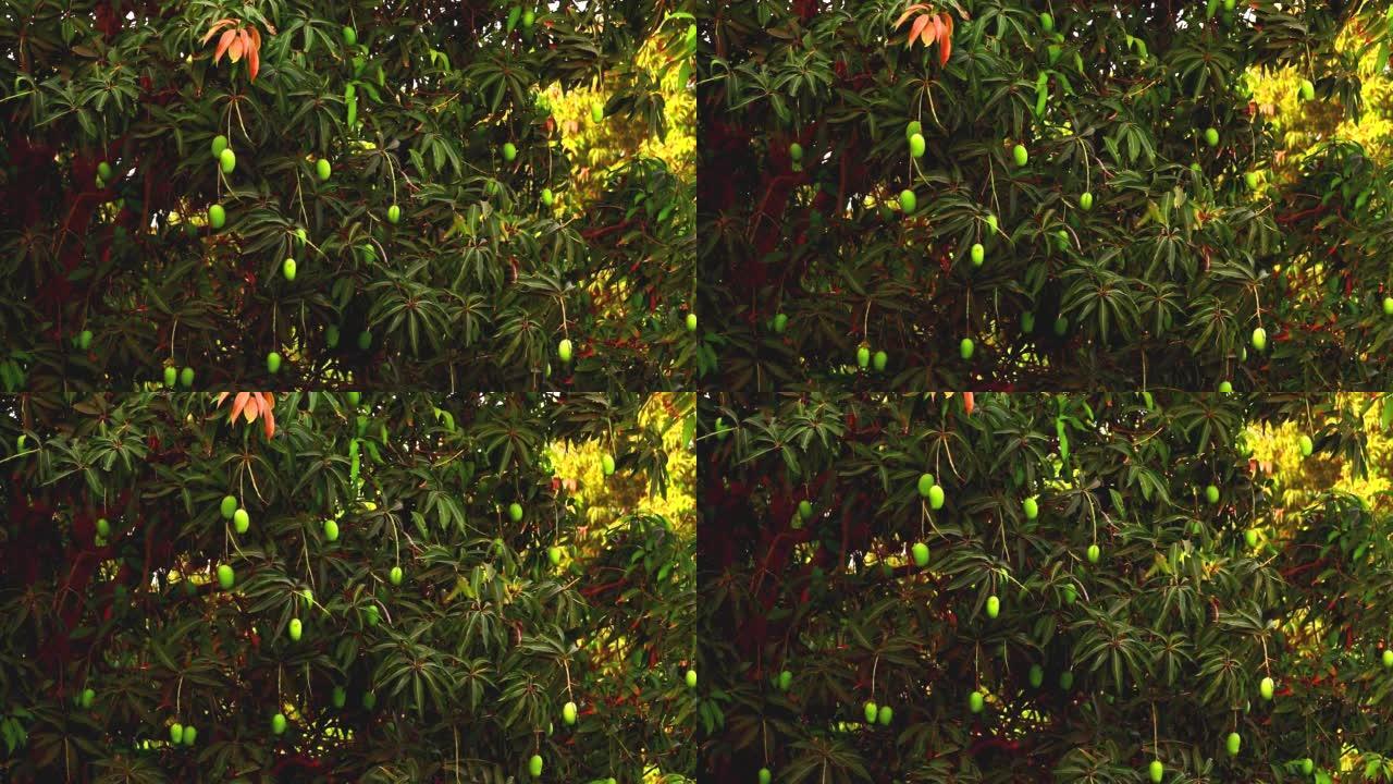 印度马哈拉施特拉邦的芒果树生青果结果，挂在树上的芒果果，栽培芒果，
