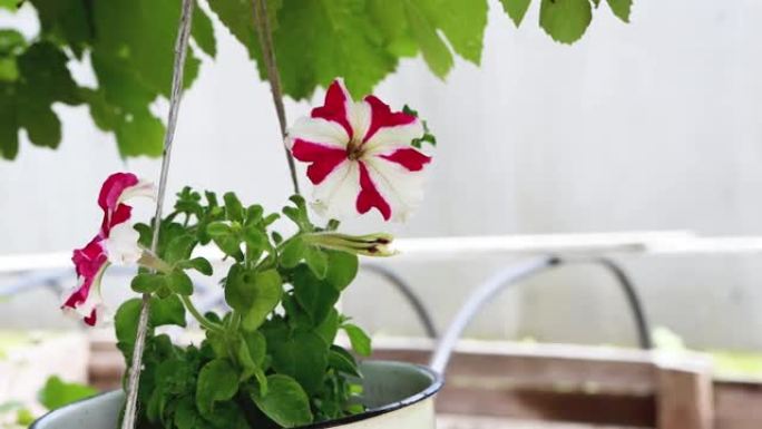 美丽的白红色矮牵牛花在夏天的户外花盆中生长。复制文本空间