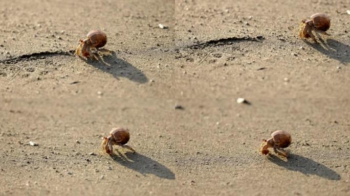 在corcovado国家公园来回行走的寄居蟹