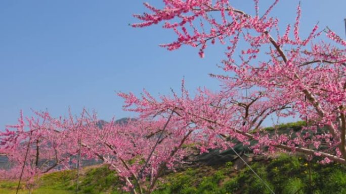 山梨县复风市桃花盛开的景观