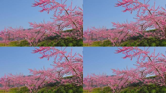 山梨县复风市桃花盛开的景观