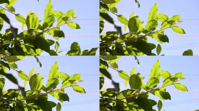 柠檬香脂 (Lippia alba) 的叶子排列在蓝天的背景下，云彩，在巴西里约热内卢市的晴天在风中