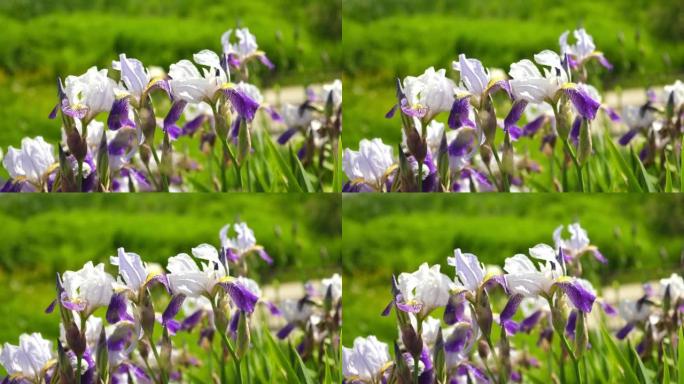 花园里生长的白紫矮星鸢尾麦基。绿色模糊背景上的紫色和非常边缘的虹膜。夏季鲜花特写。晴天。很多虹膜。大