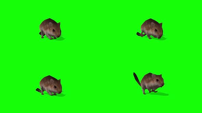 鼠标在绿色屏幕上行走