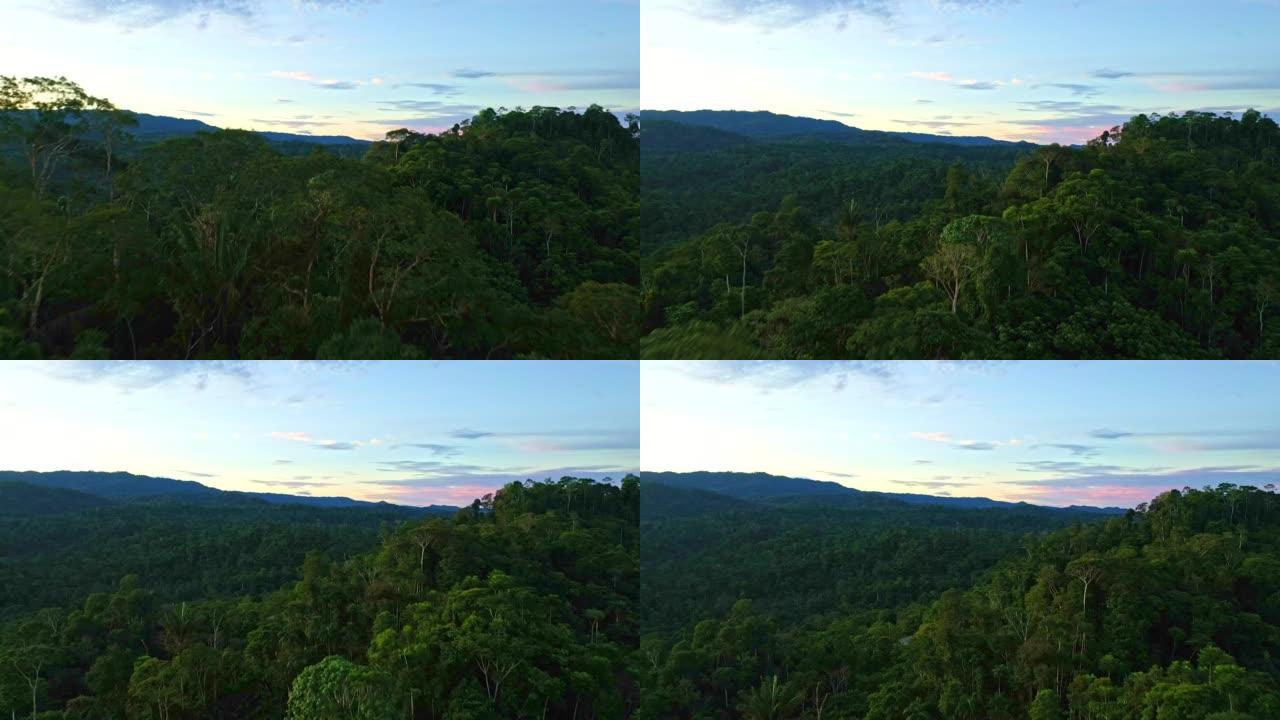 日落时热带森林的鸟瞰图，蓝色和粉红色的天空