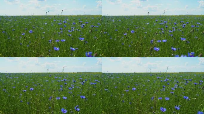 阳光明媚的夏日风景，蓝色的矢车菊。矢车菊花背景