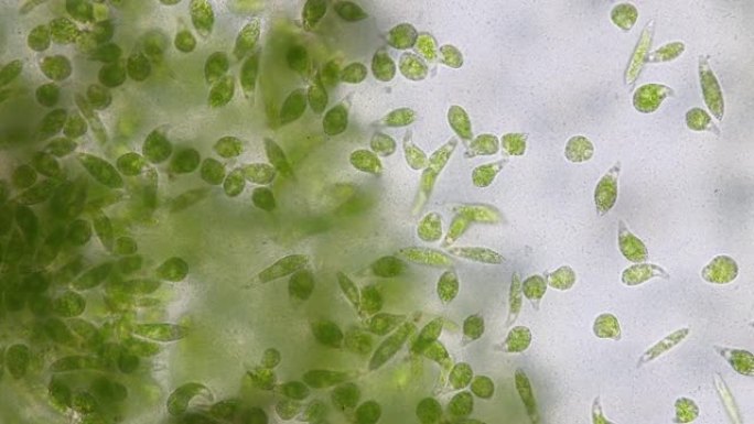 Euglena是显微镜下单细胞鞭毛真核生物的一种。
