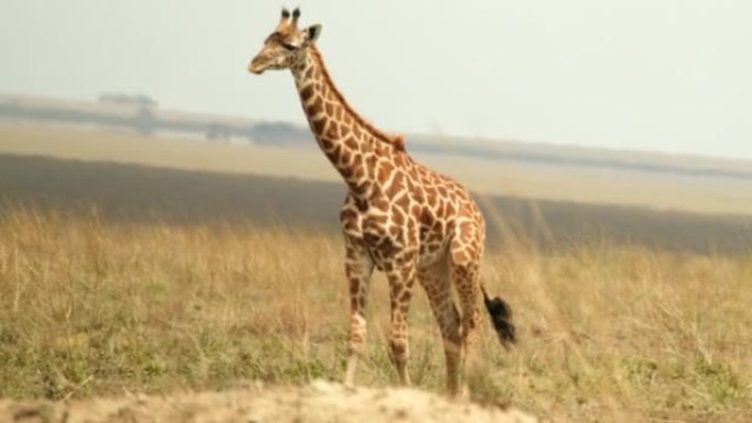 长颈鹿在非洲野外的炎热，灼热的大草原上行走