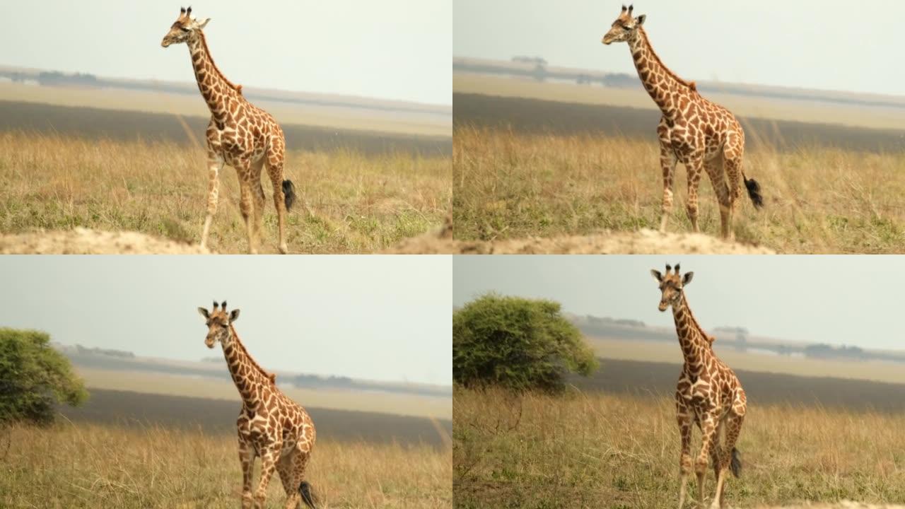 长颈鹿在非洲野外的炎热，灼热的大草原上行走