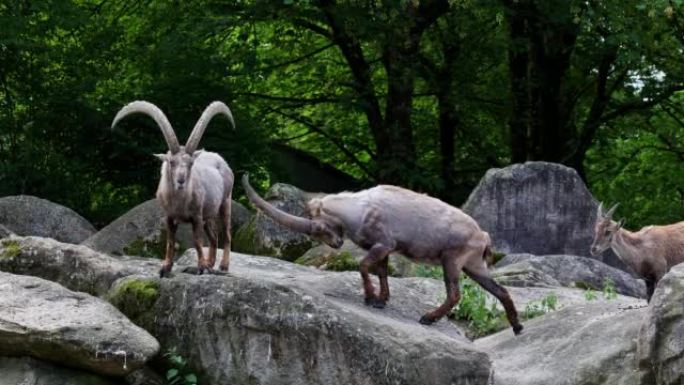 男性山ibex或卡普拉ibex坐在德国公园的岩石上