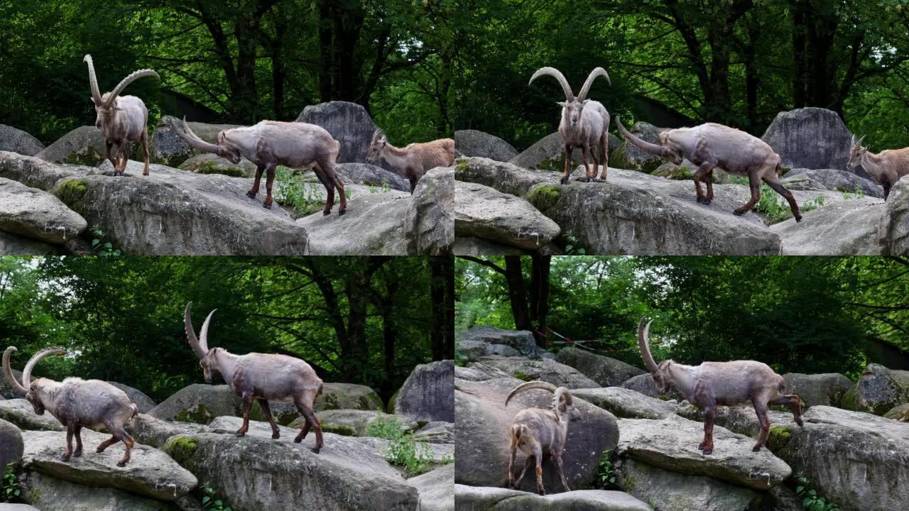 男性山ibex或卡普拉ibex坐在德国公园的岩石上