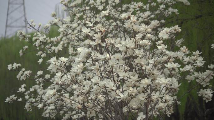 一棵盛开的玉兰花树在风中微微摇晃春意盎然