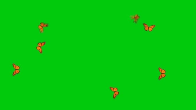 蝴蝶在绿色屏幕上飞翔