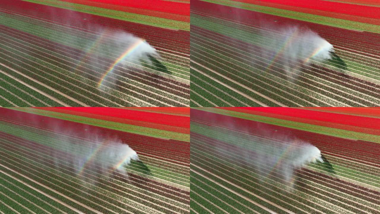 郁金香田用灌溉枢轴枪机在花上喷水