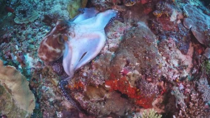 一天章鱼在礁石藻类和珊瑚中寻找食物