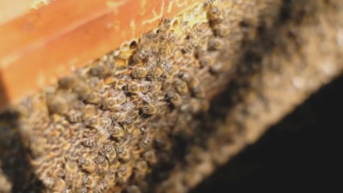 蜂巢中的蜜蜂家族。打开蜂巢。蜜蜂用蜂窝在框架上爬行。