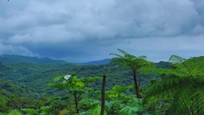 波多黎各埃尔云克国家森林