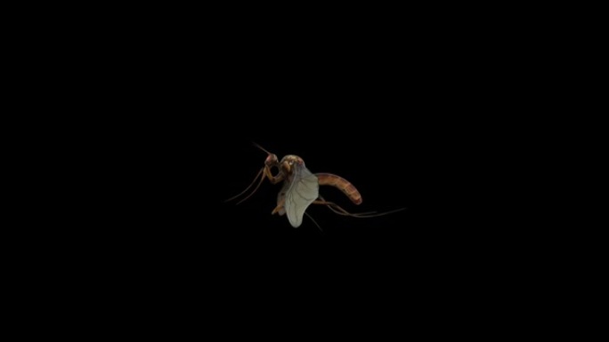 透明 (alpha) 背景的蚊子苍蝇和死亡动画