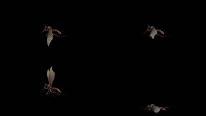 透明 (alpha) 背景的蚊子苍蝇和死亡动画