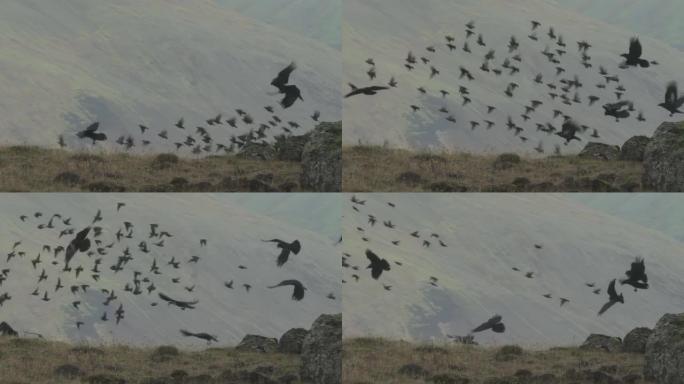 乌鸦和小鸟群在慢动作冰岛飞行