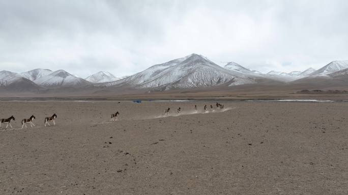 玉珠峰 青藏铁路 青海 生态环境 藏野驴
