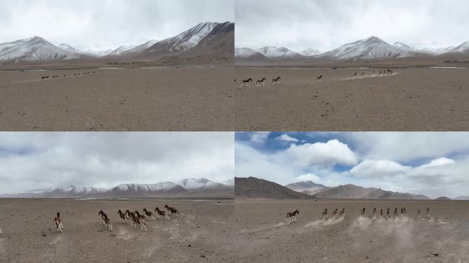 玉珠峰 青藏铁路 青海 生态环境 藏野驴