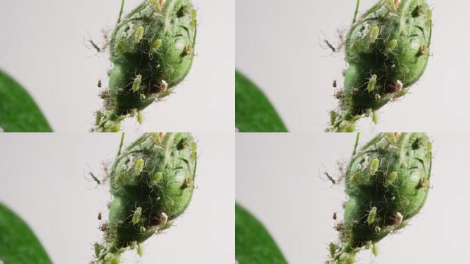 头状花序上的蚜虫