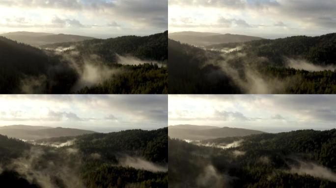 北加州红木森林: 空中