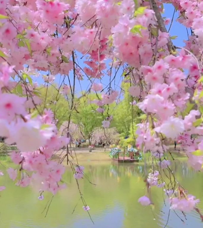 樱花垂枝粉色清新清明时节视频素材