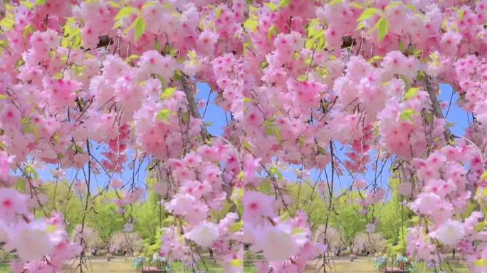 樱花垂枝粉色清新清明时节视频素材