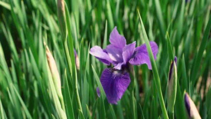 鸢尾属 (Iris) 是多年生根状植物的一个属。