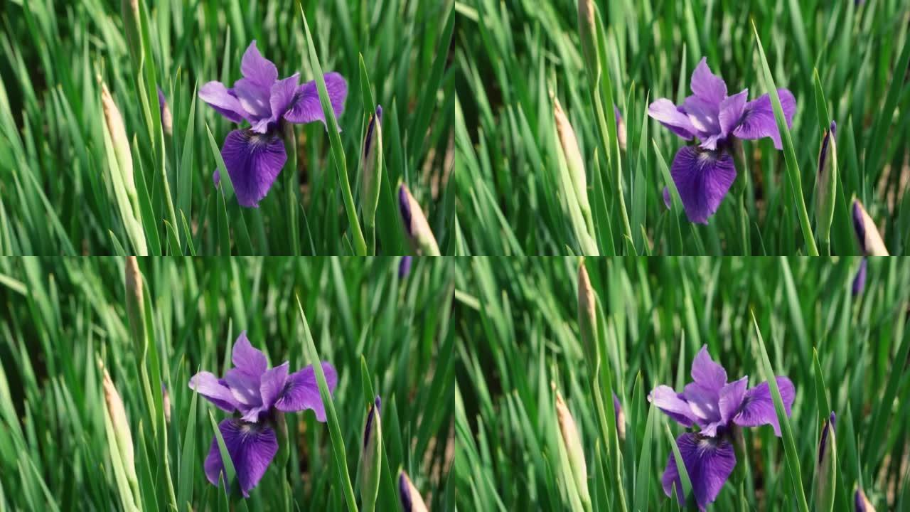 鸢尾属 (Iris) 是多年生根状植物的一个属。
