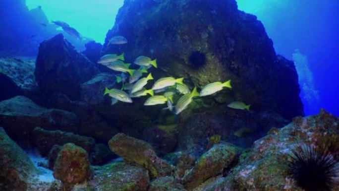 在印度安达曼海群岛奇妙的海床中的鲷鱼浅滩。