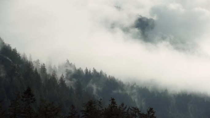 太平洋西北山地森林雾4K UHD