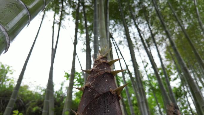 雨后春笋  露珠滑落唯美慢镜头意境