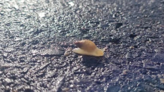 一只可爱的蜗牛穿过柏油路的特写镜头
