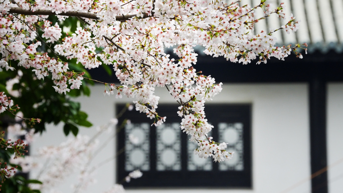 樱花 初春 古建筑