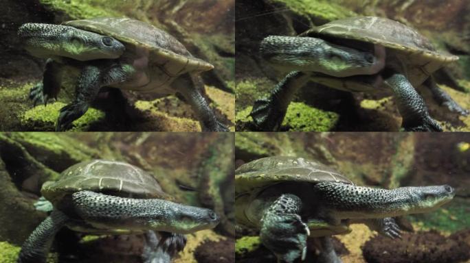 罗提岛蛇颈龟 (Chelodina mccordi)
