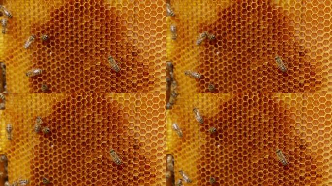忙碌的蜜蜂创造了用于收集和储存蜂蜜的蜡细胞。微距镜头。模糊的背景。