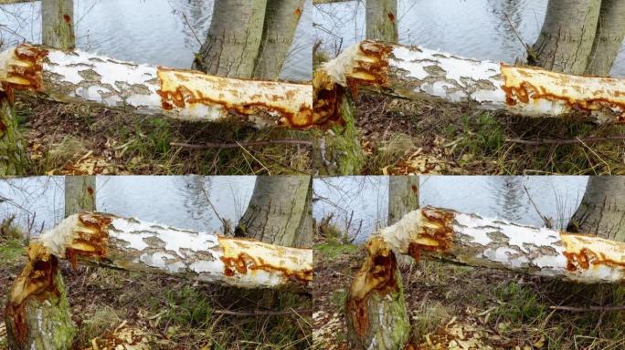 河狸在运河岸上砍伐的桦树