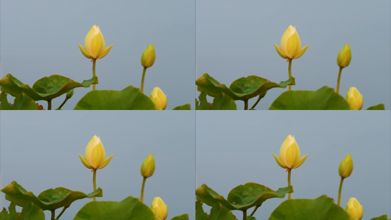 美丽的白莲花在夕阳时在风中摇曳，与蓝天背景隔离，4k镜头。