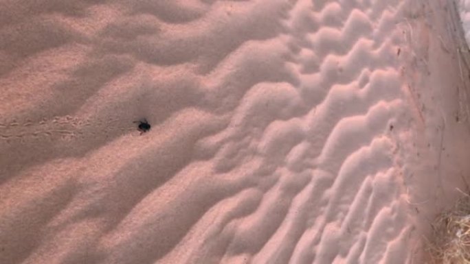 圣甲虫在沙丘上行走