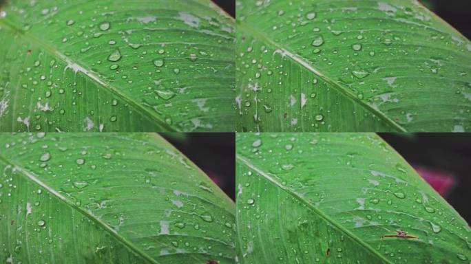 雨后水滴凝结的绿色单子叶
