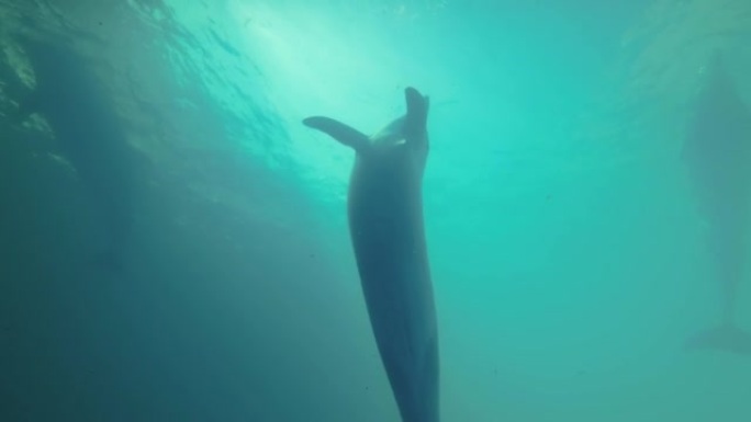 海豚自拍-好奇的海豚看着相机镜头并游走。慢动作