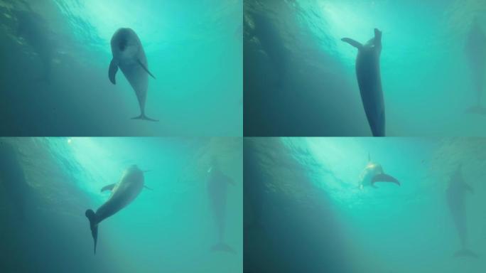 海豚自拍-好奇的海豚看着相机镜头并游走。慢动作
