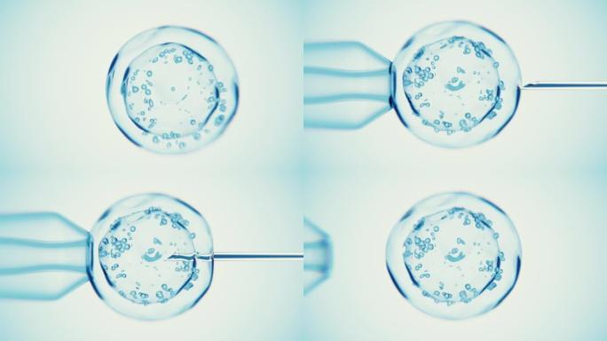 细胞或注射的人工授精。
