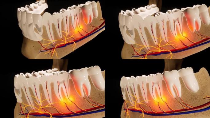 牙齿-细节模型-黑色背景上的3D模型动画。神经，切牙齿，动脉。