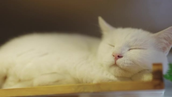 一只猫在天花板附近的架子上睡得很香